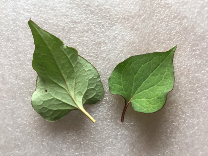 약모밀 - Houttuynia, Houttuynia cordata