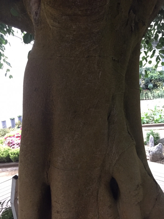 벤자민고무나무 - weeping fig, benjamin fig, Ficus tree, Ficus benjamina L.