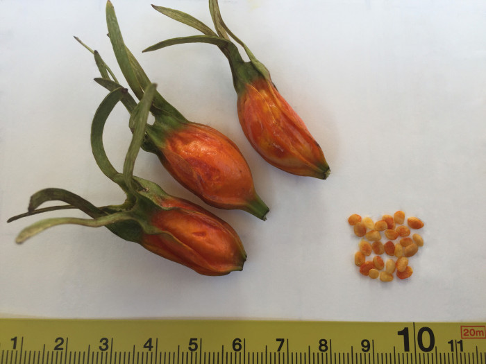 치자나무 - Gardenia jasminoides Ellis var. jasminoides