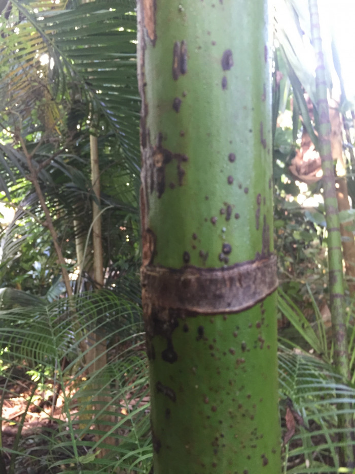 대왕야자 - Cuban royal palm, Florida royal palm, Roystonea regia