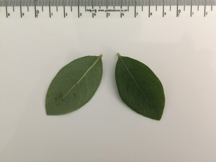 블루베리 - Blueberry, Vaccinium spp.