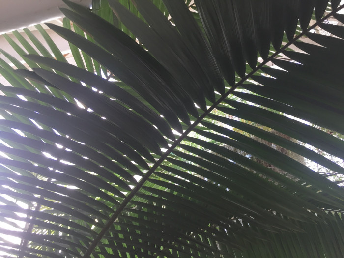 대왕야자 - Cuban royal palm, Florida royal palm, Roystonea regia