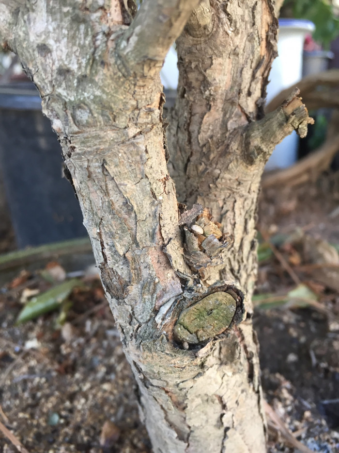 금송 - Sciadopitys verticillata (Thunb.) Siebold & Zucc.