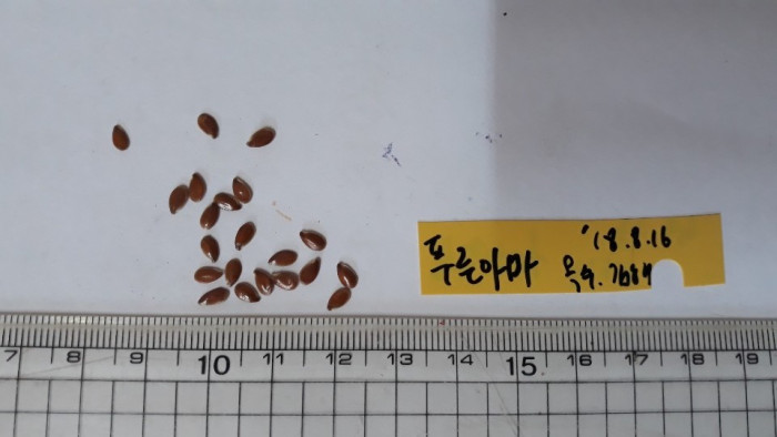 아마 - Linum usitatissimum L.