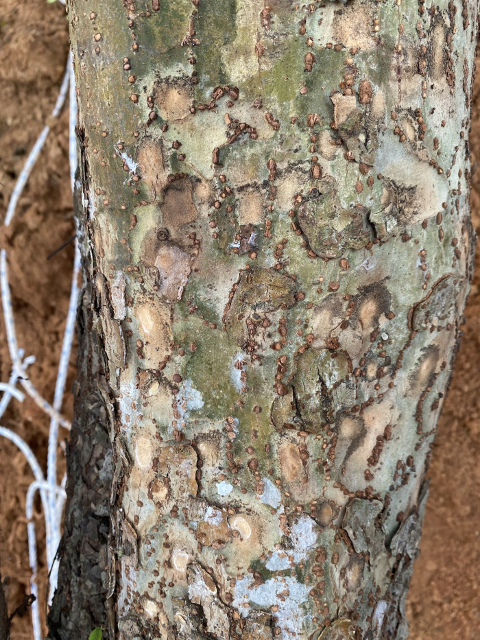 참느릅나무 - autumn elm, Ulmus parvifolia Jacq.
