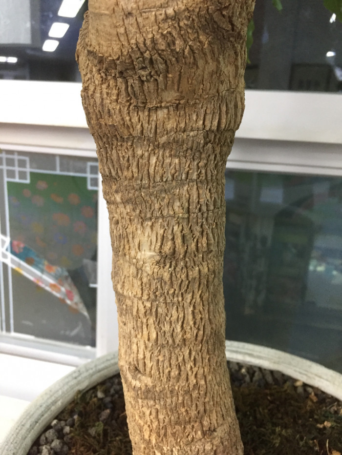 해피트리 - Root or bark of Fragrant heteropanax, Heteropanax fragrans