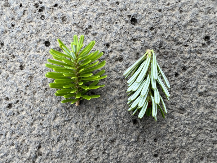 구상나무 - Korean Fir, Abies koreana Wilson