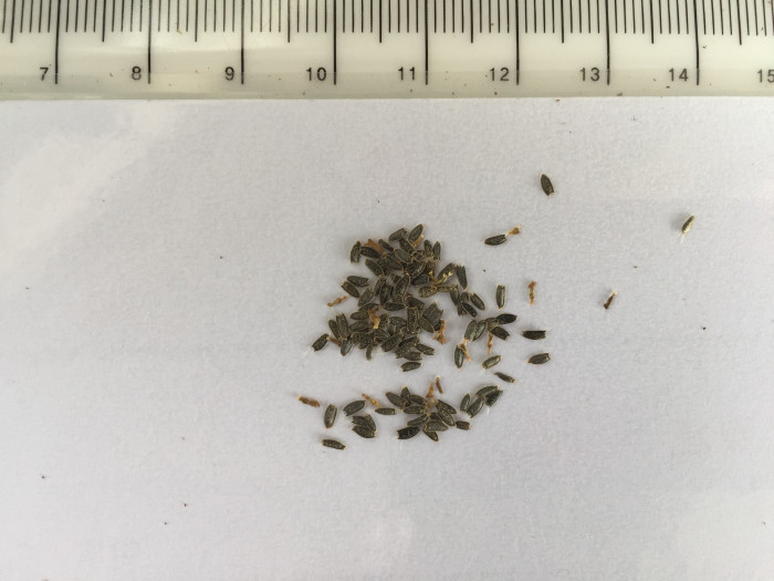 파라크레스 - Paracress, Acmella oleracea