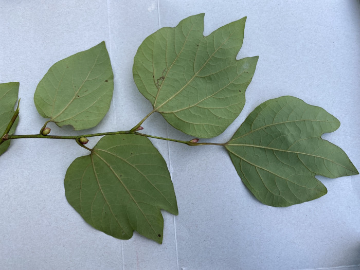 생강나무 - Lindera obtusiloba Blume var. obtusiloba