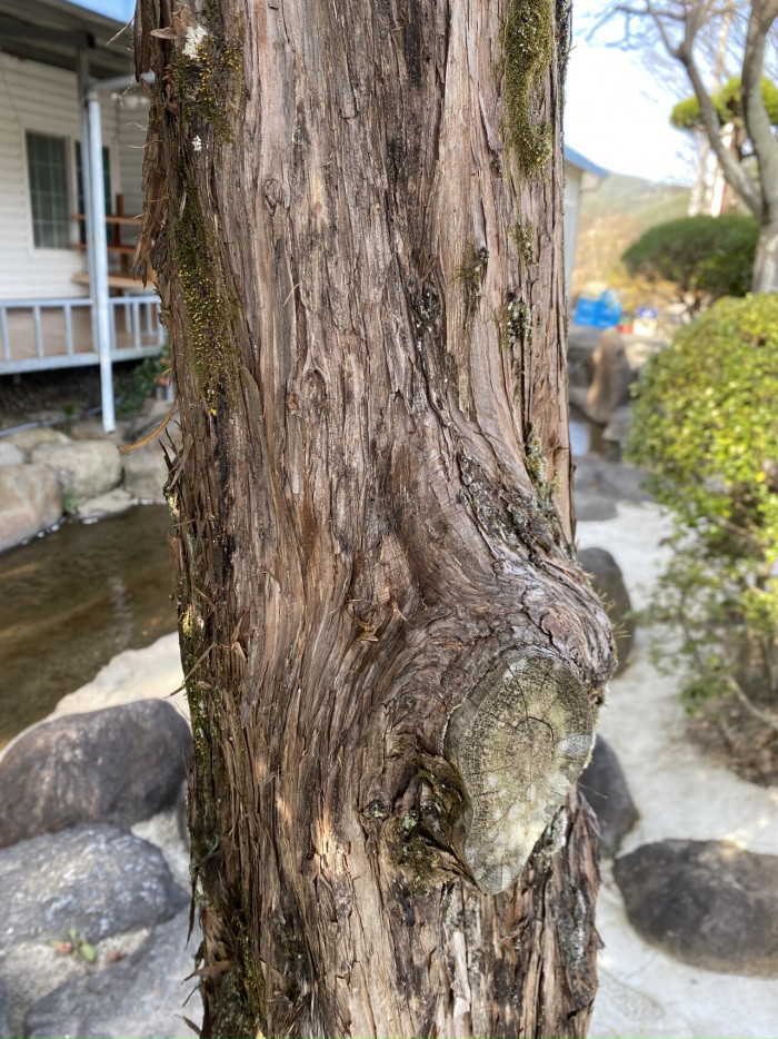 향나무 - Juniperus chinensis L.