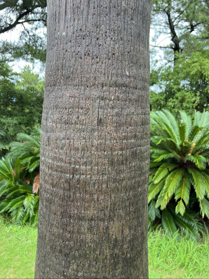 워싱턴야자 줄기 - Washington palm, California Fan Palm, Washingtonia filifera