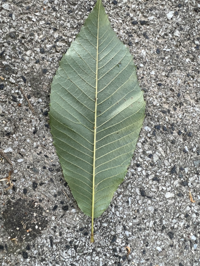 나도밤나무 - Meliosma myriantha Siebold & Zucc.