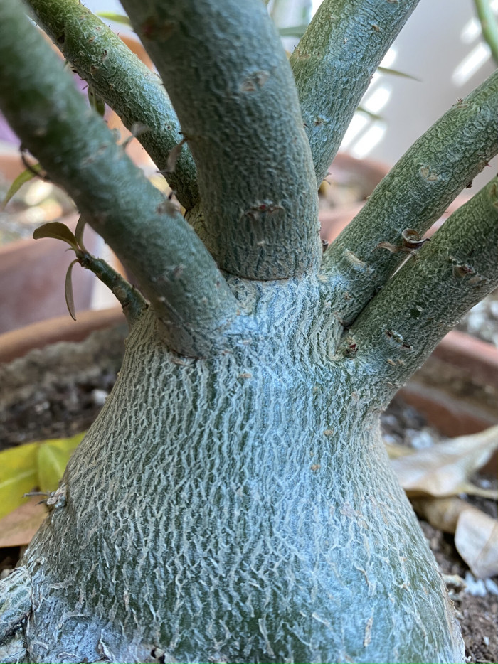 석화 - Adenium obesm, Adenium