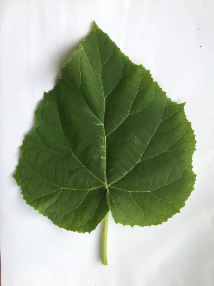 오동나무 - Paulownia coreana Uyeki
