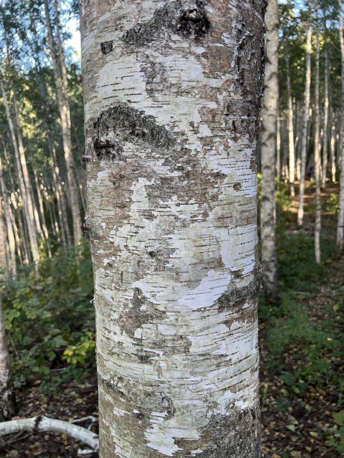 자작나무 줄기 - Betula pendula Roth trunk
