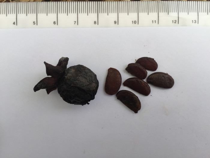고욤나무 - date-plum, Caucasian persimmon, lilac persimmon, Diospyros lotus L.