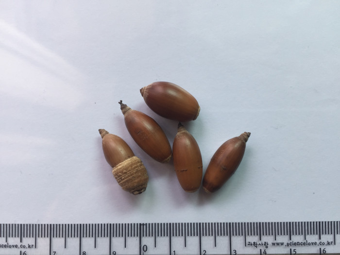 구실잣밤나무 - Castanopsis sieboldii (Makino) Hatus.