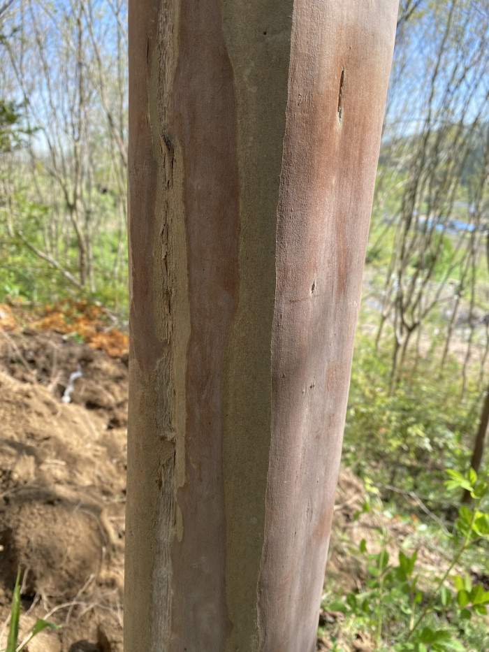 흰배롱나무 - Lagerstroemia indica for. alba (W.A.Nicholson) Rehder