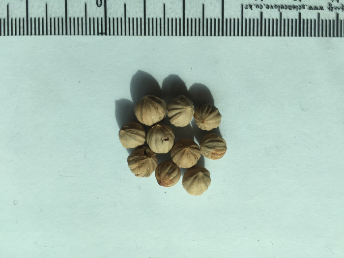 호주부채야자 - Queensland, Australian Fan Palm, Licuala ramsayi