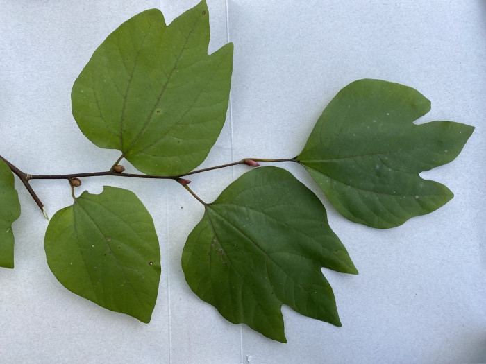 생강나무 - Lindera obtusiloba Blume var. obtusiloba