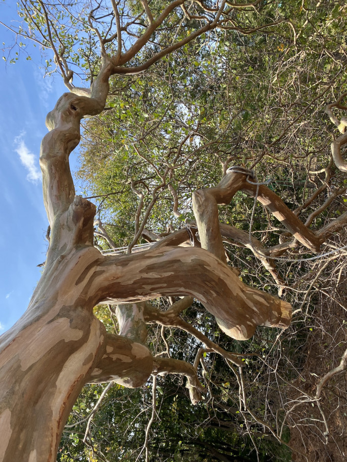 배롱나무 - Crape myrtle, Lagerstroemia indica