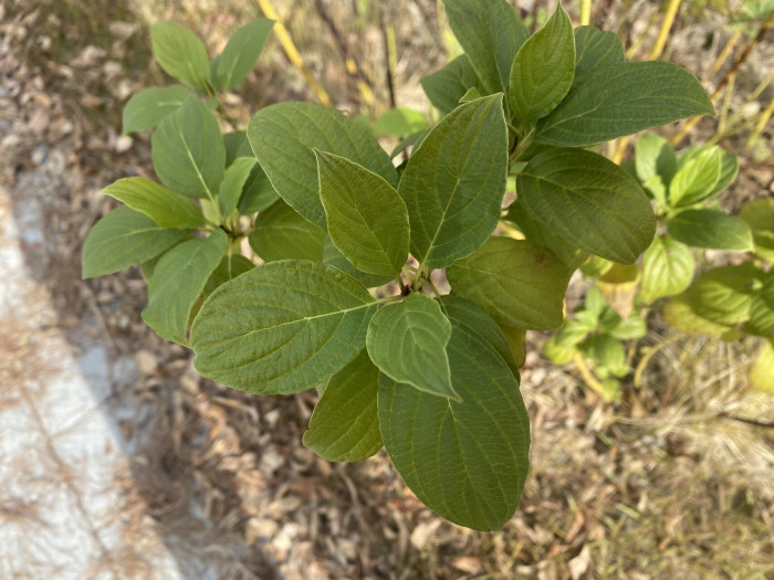 노랑말채 - Cornus alba cv. aurea