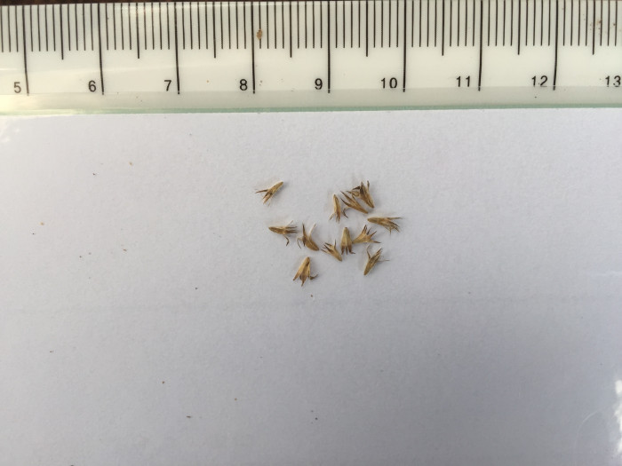 글로블라리아  펀타타 - Globe Daisy, Globularia punctata