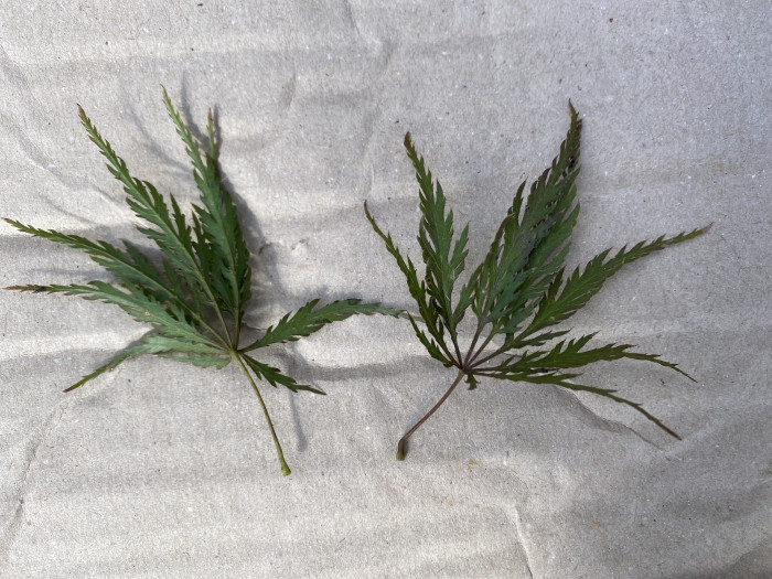 공작단풍 - 수양공작단풍, Acer palmatum var. dissectum
