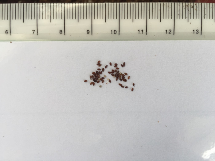 레고시아 - Legousia speculum-veneris L.