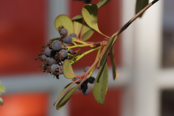 이나무 - Idesia polycarpa Maxim.