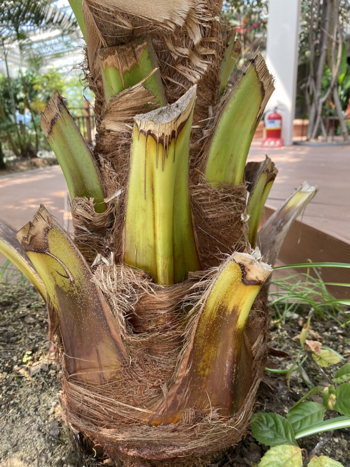 비로야자 - Chinese fan palm, Fountain palm,, Livistona chinensis