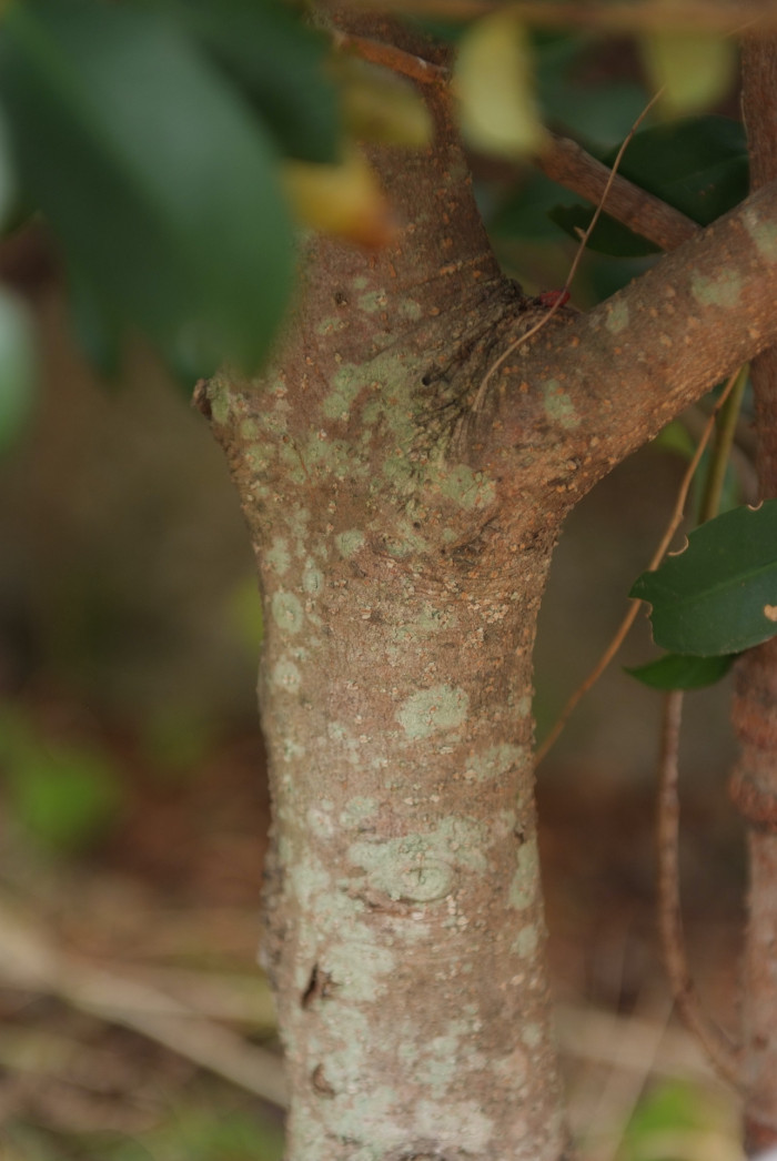 비쭈기나무 - Cleyera japonica Thunb.