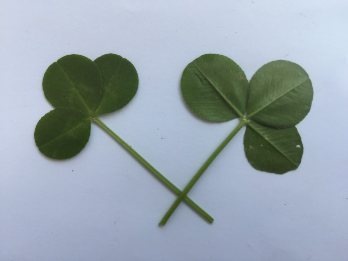 토끼풀 - clover, Trifolium repens L.