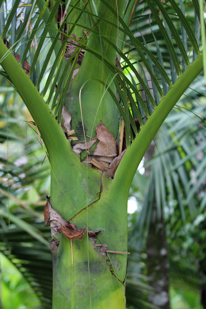 아네이튬 야자 - Aneityum Palm, Carpoxykum Palm, Carpoxylon macrospermum