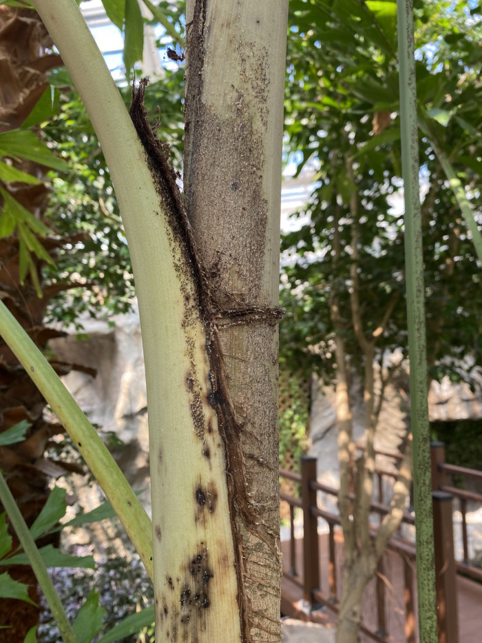 공작야자 - Fish tail palm, Caryota mitis
