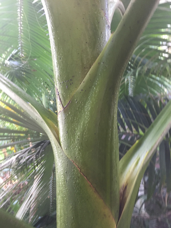 대왕야자 - Cuban royal palm, Florida royal palm, Roystonea regia