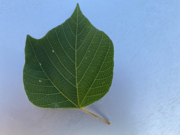 예덕나무 - Mallotus japonicus (Thunb.) Muell. Arg.