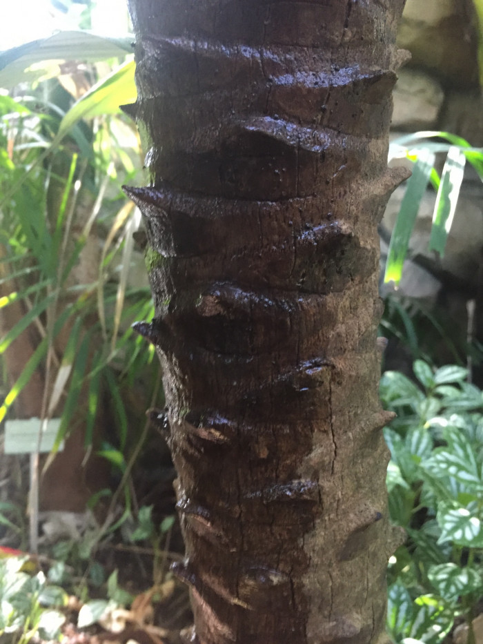 피닉스야자 - Miniature Date Palm, Pygmy Date Palm, Dwarf Date Palm, Phoenix roebelenii O