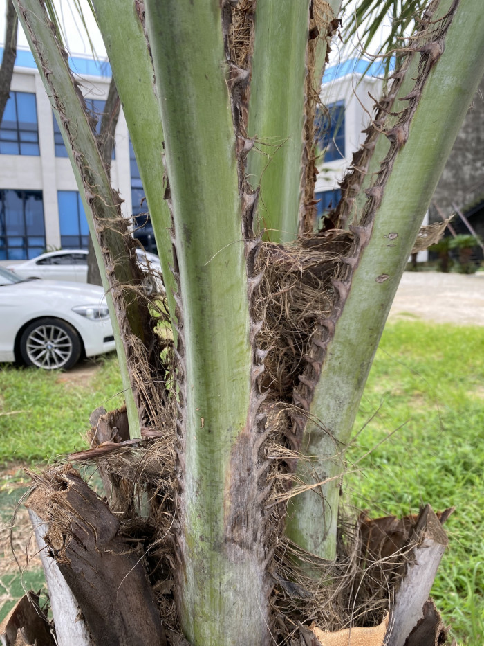 뷰티아야자 - Jelly palm, Butia odorata (Barb.Rodr.) Noblick