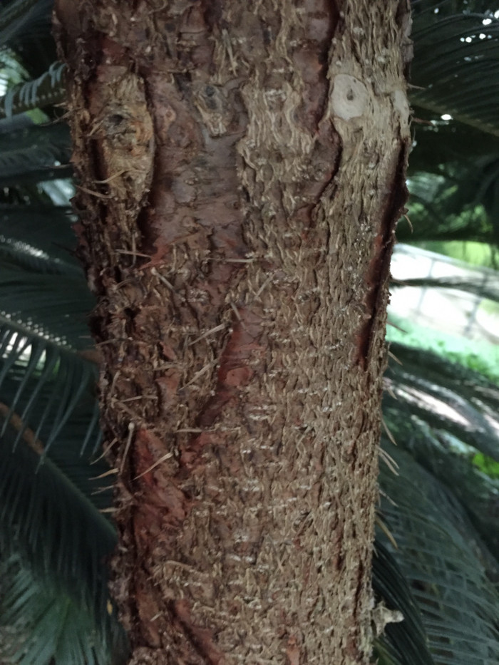 아라우카리아 - Norfolk Island Pine, Araucaria heterophylla (Salisb.) Franco