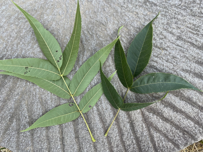 솔비나무 줄기 - Maackia fauriei (H.Lev.) Takeda trunk