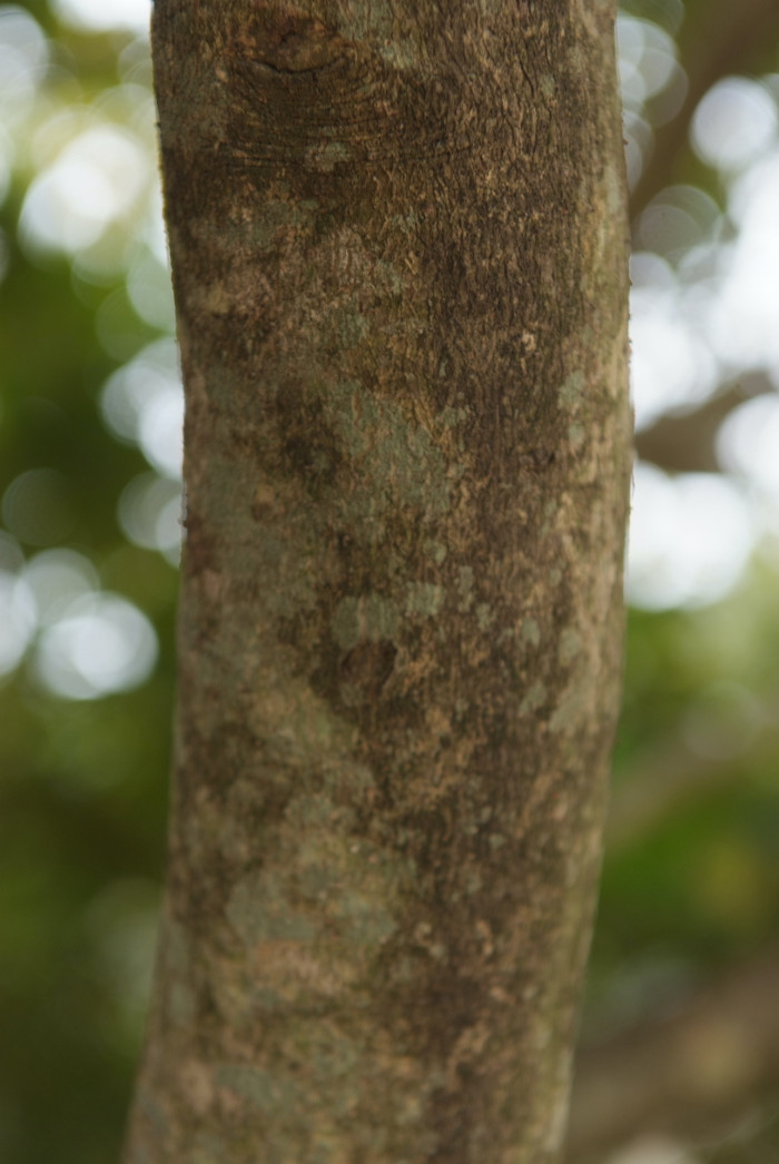 감탕나무 - Ilex integra Thunb.