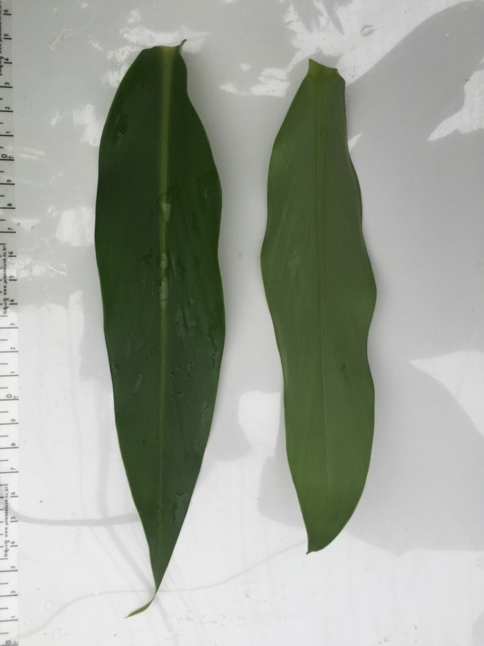 꽃생강 - Ginger lily, Hedychium coronarium J.Konig