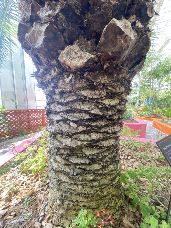 카나리아야자 - Canary Island date palm, Pineapple palm, Phoenix canariensis