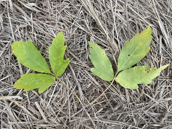 복자기 - Three-flower maple, Acer triflorum Kom.