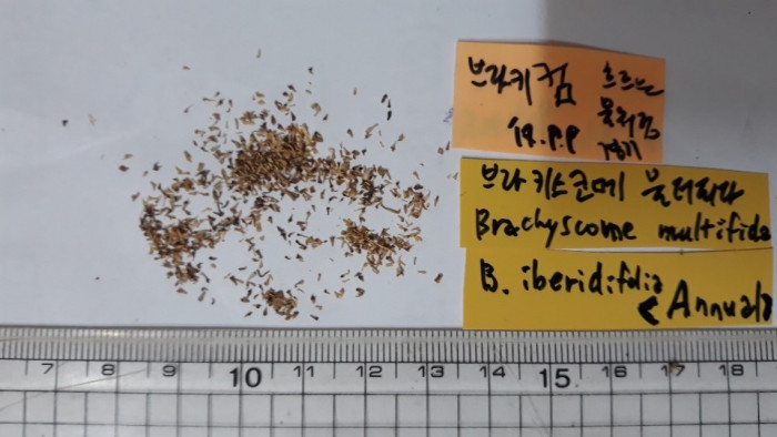 브라기컴 - Swan River Daisy, Brachyscome iberidifolia