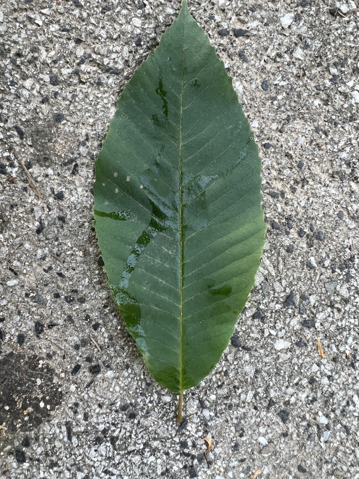 나도밤나무 - Meliosma myriantha Siebold & Zucc.