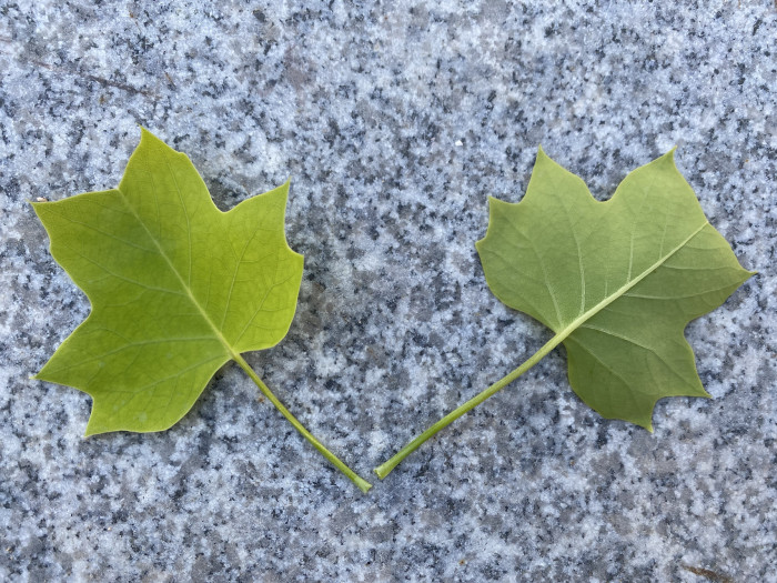 튤립나무 - Liriodendron tulipifera L.