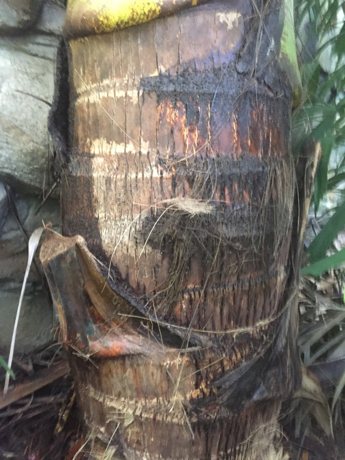 코코넛야자 - Coconut palm, Cocos nucilera L.
