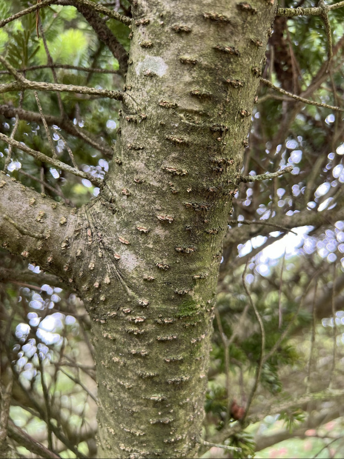 구상나무 - Korean Fir, Abies koreana Wilson